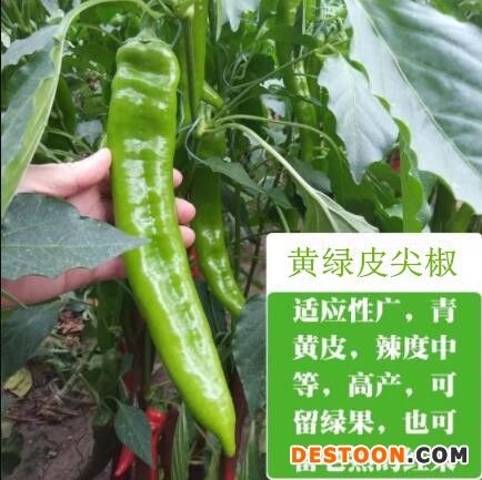 鱼台薄皮螺丝辣椒苗,金乡高产量辣椒苗品种