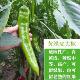 鱼台薄皮螺丝辣椒苗,金乡高产量辣椒苗品种