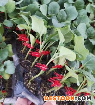 临邑哪卖嫁接的茄子苗\宁津批发长茄子苗\圆茄苗厂家