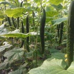 公安育黄瓜苗基地哪有,江陵强雌黄瓜苗批发厂家
