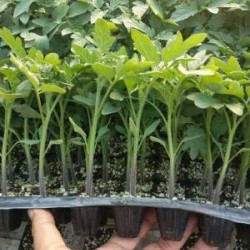 三门抗病番茄苗批发,玉环大红\硬粉西红柿苗厂家