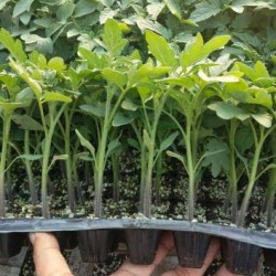 淳化抗病番茄苗批发,渭南大红\硬粉西红柿苗厂家