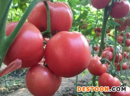 太白卖西红柿苗厂,泾阳批发大小番茄苗基地
