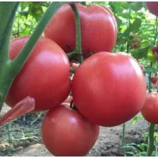 太白卖西红柿苗厂,泾阳批发大小番茄苗基地