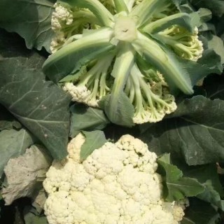 沭阳早熟\耐热菜花苗,泗洪育65天有机菜花苗厂家