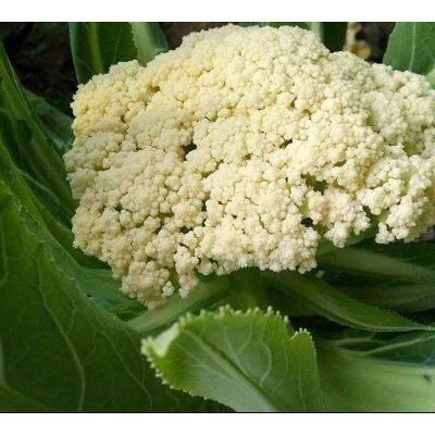 如皋哪有育菜花苗,海安松花菜苗批发厂家