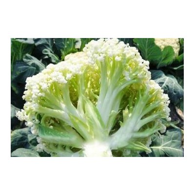茌平菜花苗批发厂家,东阿卖有机花菜苗育苗厂