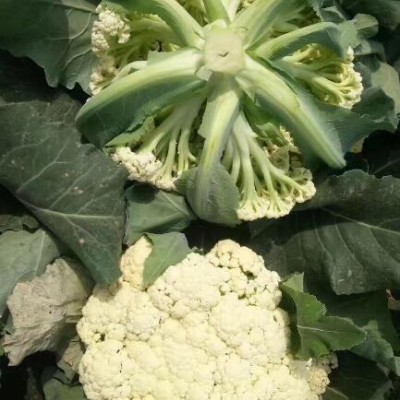 平度育菜花苗厂家,胶南有机菜花苗批发市场