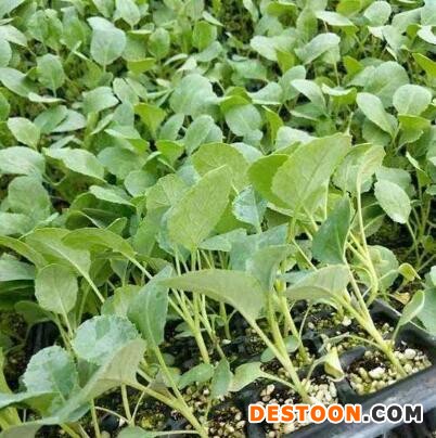 周口育菜花苗厂家,永城有机菜花苗批发市场