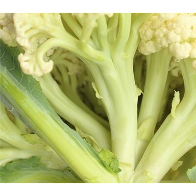 商水卖65天花菜苗,西华耐热菜花苗批发厂家