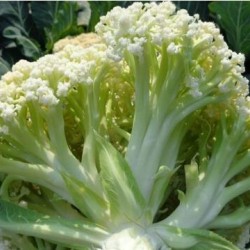 驻马店哪里批发菜花苗,沈丘卖有机菜花苗厂家