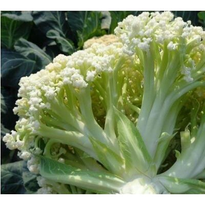 卫辉哪有育菜花苗,长垣松花菜苗批发厂家