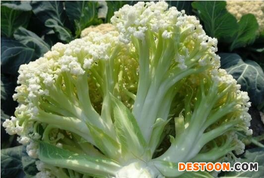亳州批发菜花苗厂家,界首耐热有机花菜苗(65天)
