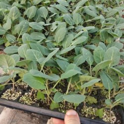东光育有机菜花苗,海兴松花菜苗65天\70天