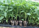 运城一大茬辣椒苗厂家 代育辣椒种苗育苗厂