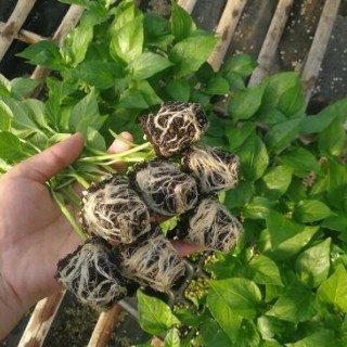 温州批发黄线椒苗二荆条,洞头育黑线椒苗厂家