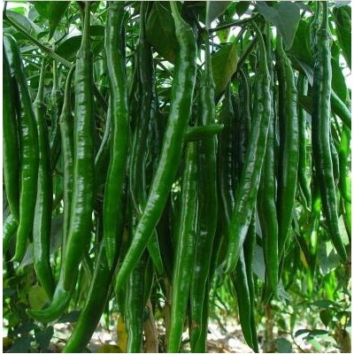 龙游批发八号线椒苗厂家,江山二荆条黄线椒苗