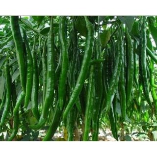 丹阳育黑线椒苗\螺丝椒苗,扬中批发辣椒苗基地