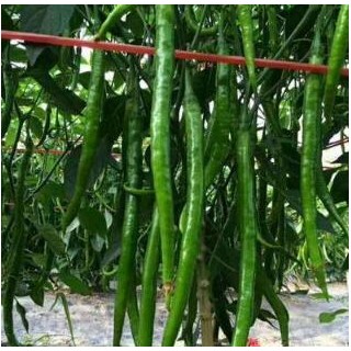 石城批发黄线椒苗二荆条,瑞金育黑线椒苗厂家