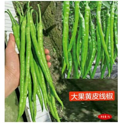 洛阳批发黑线椒苗育苗厂,兰考抗病黄线椒苗