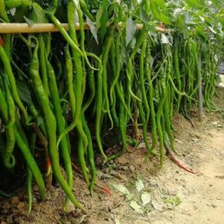 汝南育辣椒苗基地,上蔡细长黄线椒苗批发厂家