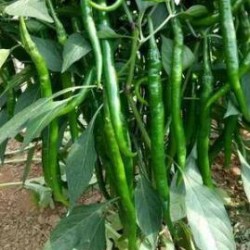 三门峡批发黄线椒苗二荆条,郾城育黑线椒苗厂家