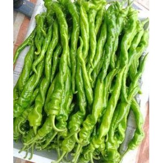 鱼台批发黑线椒苗基地,金乡直供辣椒苗育苗厂