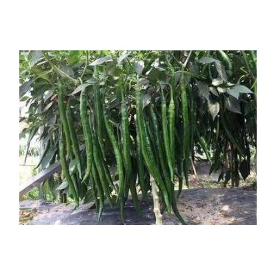 泗水代育辣椒苗厂家,梁山批发黑线椒苗\螺丝椒苗