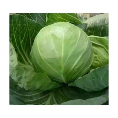 济南育黄芯甘蓝苗厂家,平阴3斤大个包菜苗品种