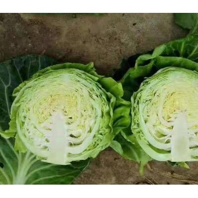 濮阳育黄芯甘蓝苗厂家,济源3斤大个包菜苗品种