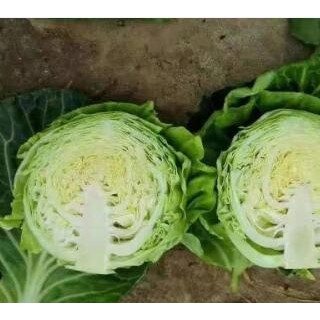 桐柏批发包菜苗厂家,新野早熟\韩绿甘蓝苗品种