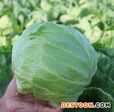 洛宁批发圆白菜苗\甘蓝苗,宜阳育包菜苗厂家