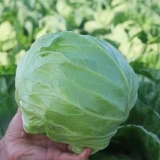 洛宁批发圆白菜苗\甘蓝苗,宜阳育包菜苗厂家
