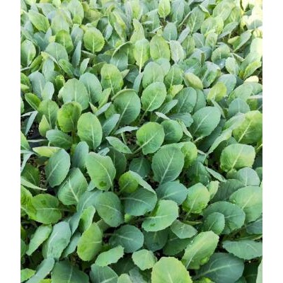 保定批发包菜苗厂家,高碑店育耐高温甘蓝苗基地