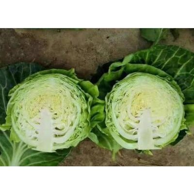 曲阳育越夏包菜苗厂家,徐水抗病好甘蓝苗品种