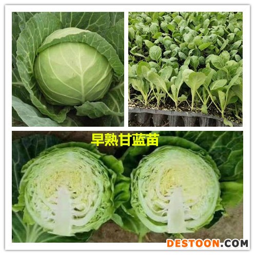甘蓝拼_副本