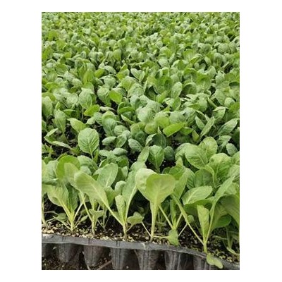南京批发圆白菜苗\甘蓝苗,育包菜苗厂家