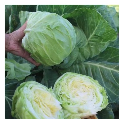 朔州批发圆白菜苗\甘蓝苗,晋城育包菜苗厂家