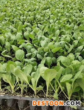 大同育韩绿甘蓝苗基地,太原耐热黄芯包菜苗