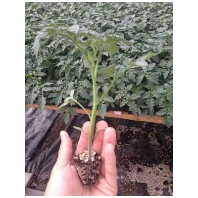 大城哪有育大红番茄苗,香河硬粉西红柿苗厂家