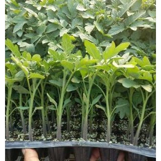 淅川育秋延西红柿苗基地,内乡抗病大果番茄苗