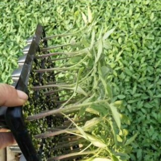 普洱哪有卖西红柿苗\丽江育抗病番茄苗厂家