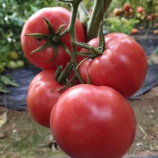 湖州批发硬度好西红柿苗\绍兴秋延亮粉番茄苗品种