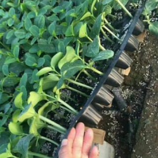 高青批发嫁接黄瓜苗厂家\沂源油亮绿肉黄瓜苗品种
