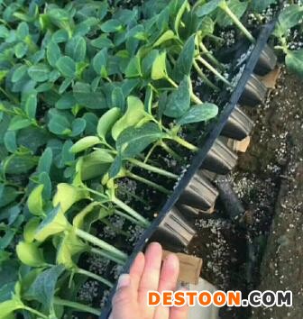 崇义强雌油亮黄瓜苗\上犹育嫁接黄瓜苗基地