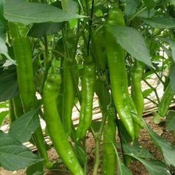 沭阳批发辣椒苗基地,泗洪薄皮尖椒苗\螺丝椒苗