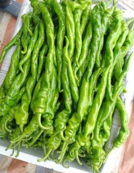 睢县育辣椒苗厂家,宁陵螺丝大陇椒苗\皮薄肉厚