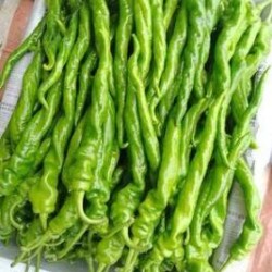 德州育薄皮大辣椒苗厂,乐陵批发螺丝椒苗\线椒苗
