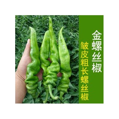 塔城批发辣椒苗基地,喀什薄皮尖椒苗\螺丝椒苗