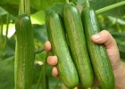 贵州黄瓜嫁接苗厂家 批发大刺旱黄瓜苗